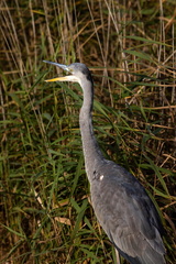 Héron cendré Ardea cinerea - Grey Heron
