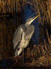 Héron cendré Ardea cinerea - Grey Heron