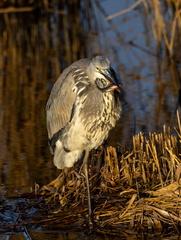 Héron cendré Ardea cinerea - Grey Heron