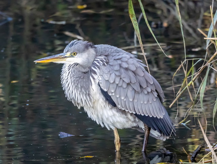 Héron cendré Ardea cinerea - Grey Heron