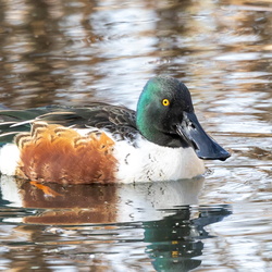 canard