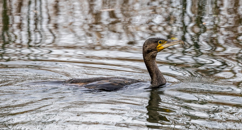 Grand Cormoran Phalacrocorax carbo - Great Cormorant