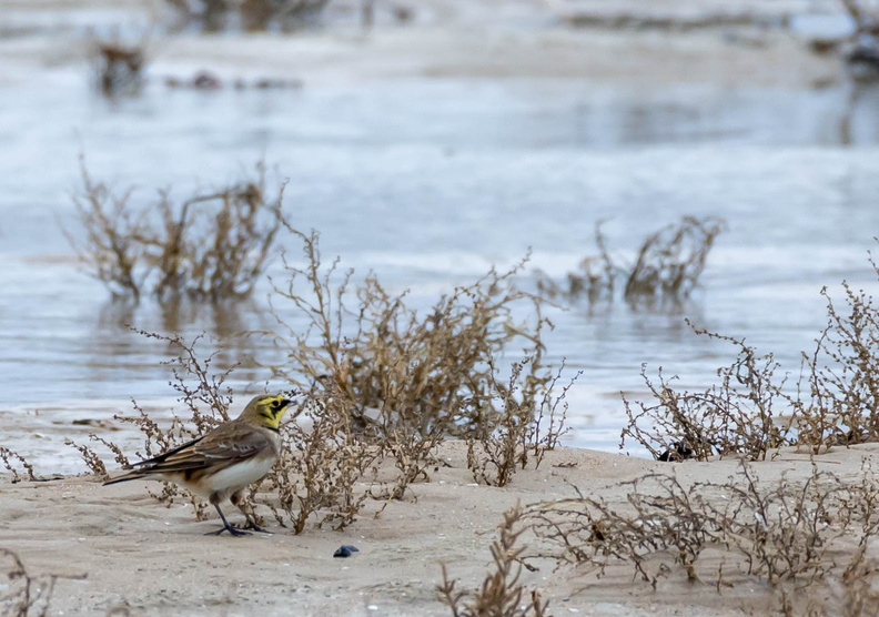 Alouette haussecol Alouette hausse-col Eremophila alpestris - Horned Lark