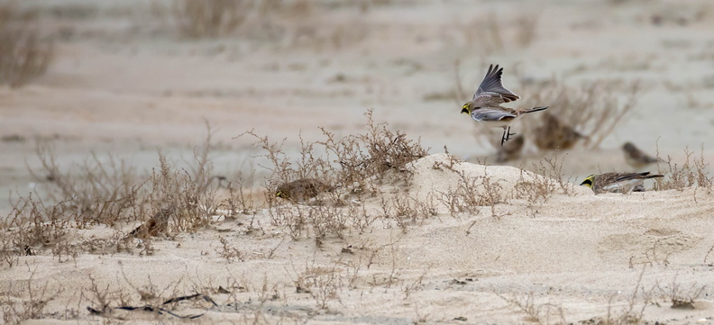 Alouette haussecol Alouette hausse-col Eremophila alpestris - Horned Lark