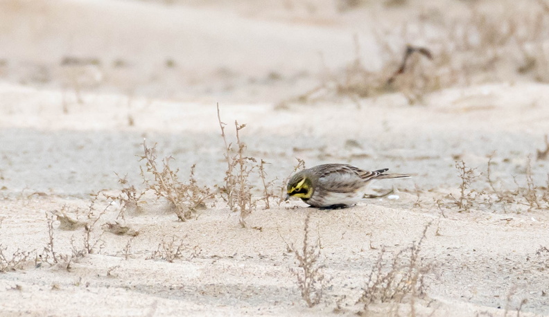 Alouette haussecol Alouette hausse-col Eremophila alpestris - Horned Lark