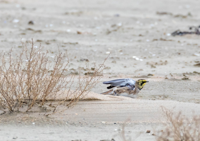 Alouette haussecol Alouette hausse-col Eremophila alpestris - Horned Lark