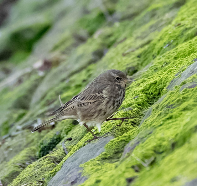 Pipit maritime Anthus petrosus - European Rock Pipit