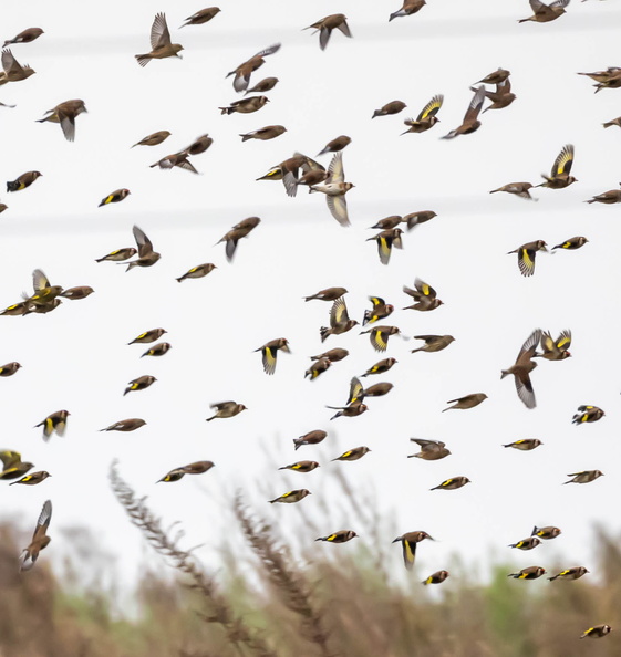 Chardonneret élégant Carduelis carduelis - European Goldfinch et Linotte mélodieuse Linaria cannabina - Common Linnet