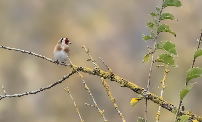 Chardonneret élégant Carduelis carduelis - European Goldfinch