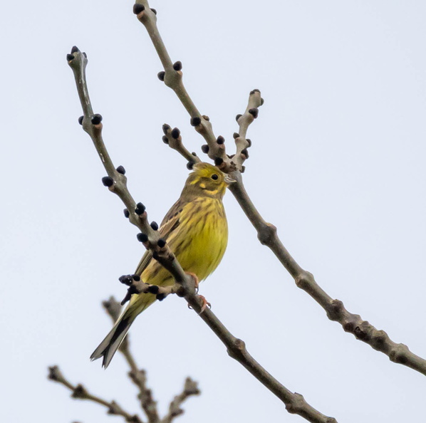 Bruant jaune Emberiza citrinella - Yellowhammer