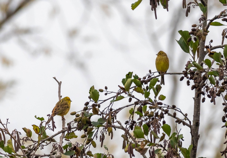 Bruant jaune Emberiza citrinella - Yellowhammer