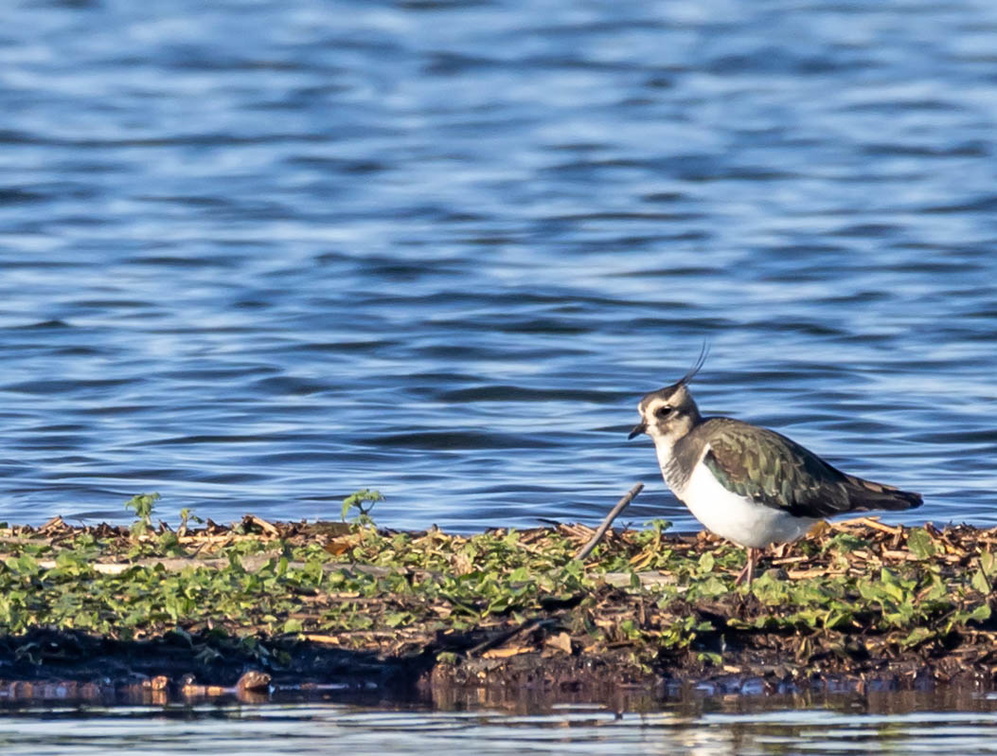 Vanneau huppé Vanellus vanellus - Northern Lapwing