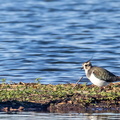 Vanneau huppé Vanellus vanellus - Northern Lapwing