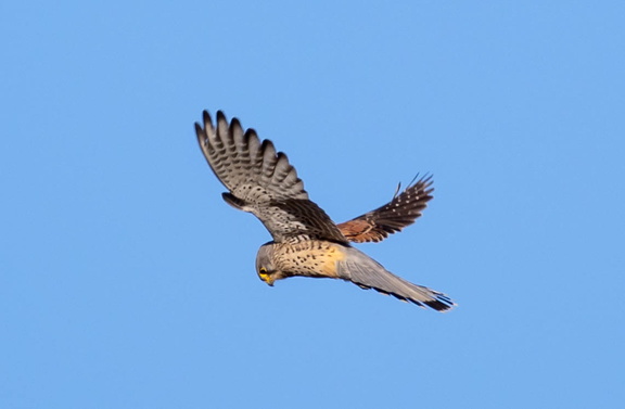 Faucon crécerelle Falco tinnunculus - Common Kestrel