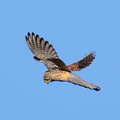 Faucon crécerelle Falco tinnunculus - Common Kestrel