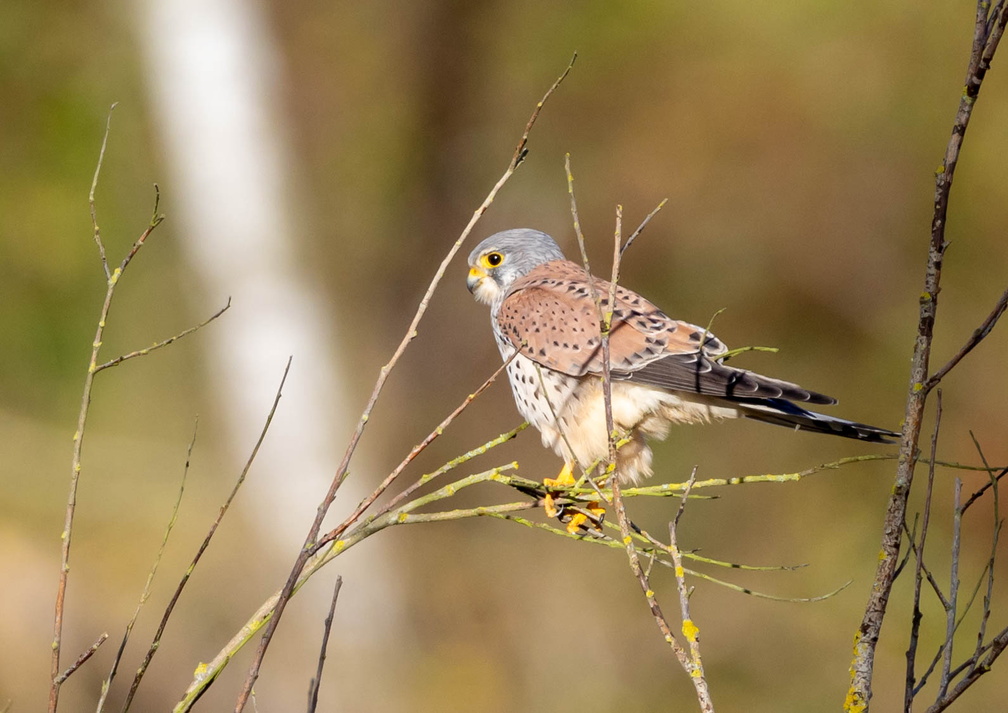 Faucon crécerelle Falco tinnunculus - Common Kestrel
