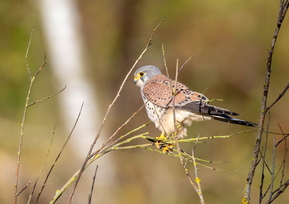 Faucon crécerelle Falco tinnunculus - Common Kestrel