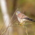 Faucon crécerelle Falco tinnunculus - Common Kestrel