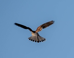 Faucon crécerelle Falco tinnunculus - Common Kestrel