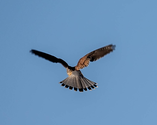 Faucon crécerelle Falco tinnunculus - Common Kestrel