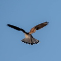 Faucon crécerelle Falco tinnunculus - Common Kestrel