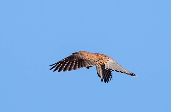 Faucon crécerelle Falco tinnunculus - Common Kestrel