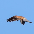 Faucon crécerelle Falco tinnunculus - Common Kestrel