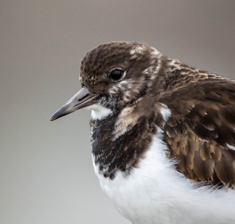 Tournepierre à collier Arenaria interpres - Ruddy Turnstone