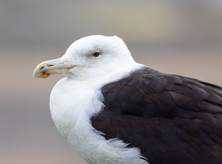 Goéland marin Larus marinus - Great Black-backed Gull