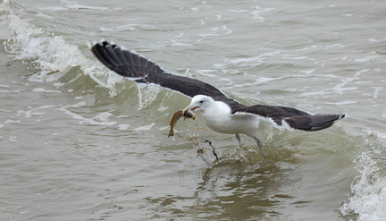 Goéland marin Larus marinus - Great Black-backed Gull