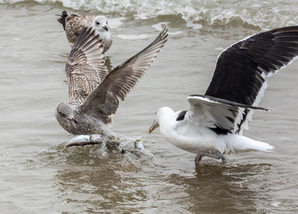 Goéland marin Larus marinus - Great Black-backed Gull et Goéland argenté Larus argentatus - European Herring Gull