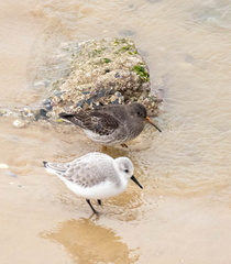 Bécasseau sanderling Calidris alba - Sanderling Bécasseau violet Calidris maritima - Purple Sandpiper