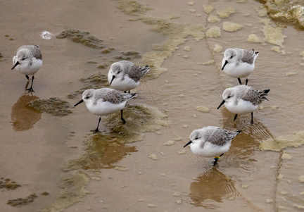 Bécasseau sanderling Calidris alba - Sanderling