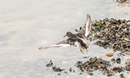 Bécasseau violet Calidris maritima - Purple Sandpiper
