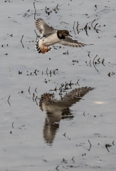 Tournepierre à collier Arenaria interpres - Ruddy Turnstone