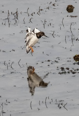 Tournepierre à collier Arenaria interpres - Ruddy Turnstone