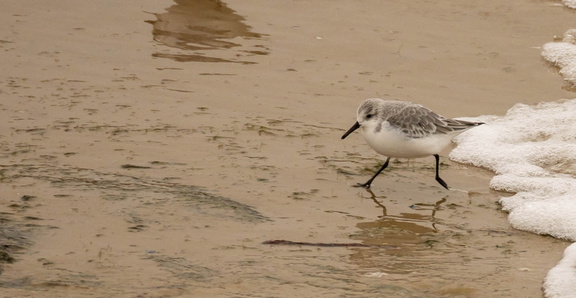Bécasseau sanderling Calidris alba - Sanderling