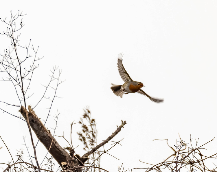 Rougegorge familier Erithacus rubecula - European Robin