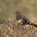 Merle noir Turdus merula - Common Blackbird