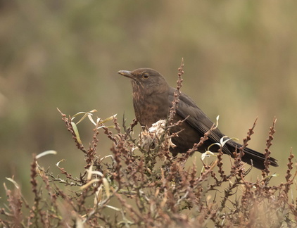 Merle noir Turdus merula - Common Blackbird