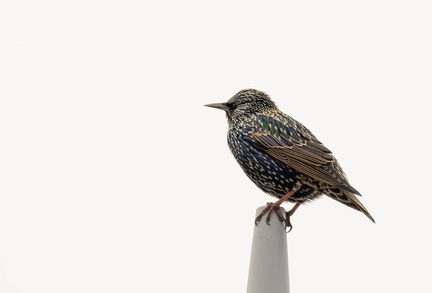 Étourneau sansonnet Sturnus vulgaris - Common Starling