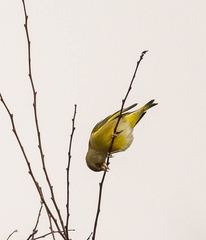 Verdier d'Europe Chloris chloris - European Greenfinch