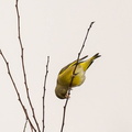Verdier d'Europe Chloris chloris - European Greenfinch