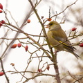 Verdier d'Europe Chloris chloris - European Greenfinch