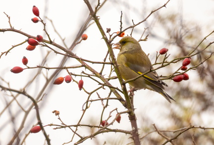 Verdier d'Europe Chloris chloris - European Greenfinch
