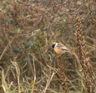 Tarier pâtre Saxicola rubicola - European Stonechat