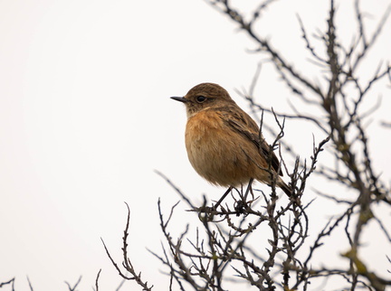 Tarier pâtre Saxicola rubicola - European Stonechat