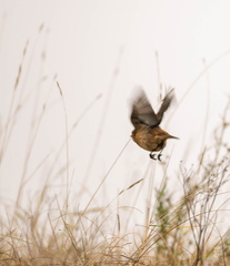 Tarier pâtre Saxicola rubicola - European Stonechat