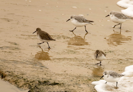 Bécasseau sanderling Calidris alba - Sanderling et Bécasseau variable Calidris alpina - Dunlin