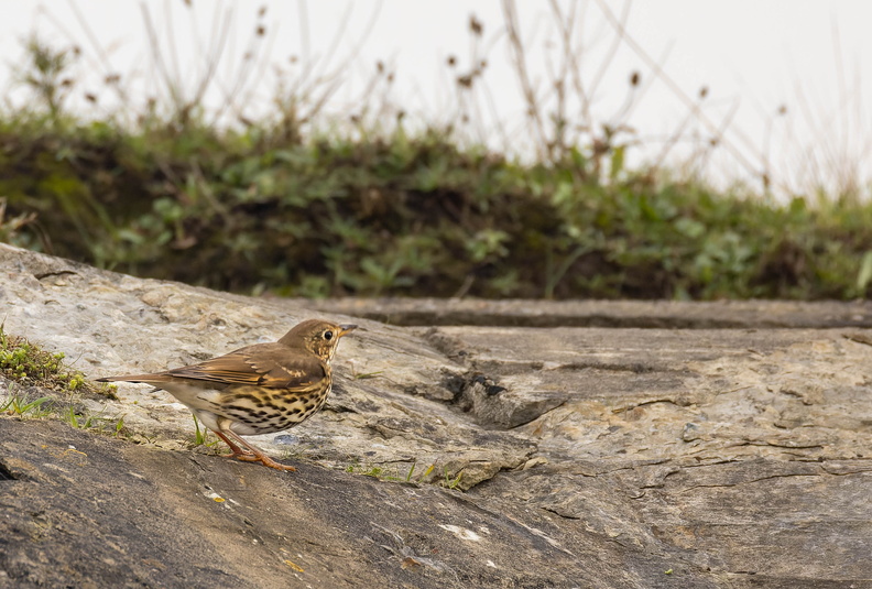 Grive musicienne Turdus philomelos - Song Thrush